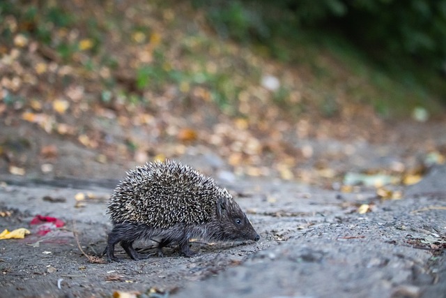 摩根发布C罗专访预告片，谈及C罗没出席若塔葬礼等话题
