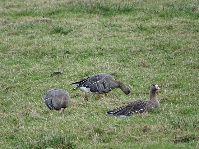 美记：若哈登进入交易市场，火箭和森林狼将是潜在追求者